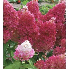 Гортензія волотиста Петіт Флорі (Hydrangea paniculata 'Petite Flori')